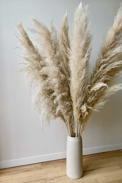 Pampas Grass